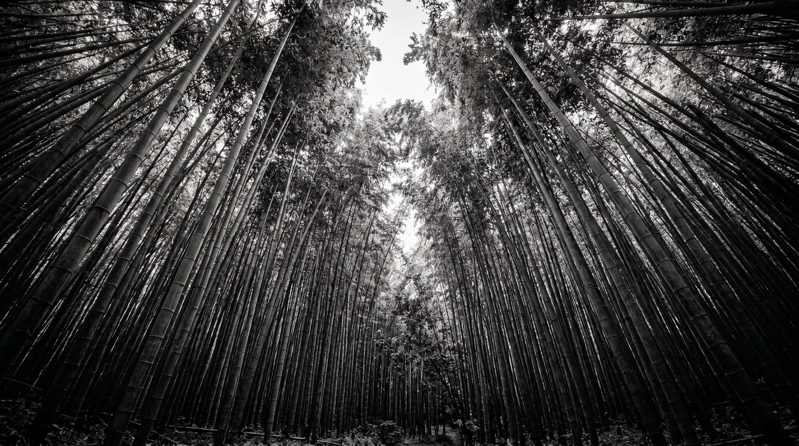 THE CONTACT SHEET #11